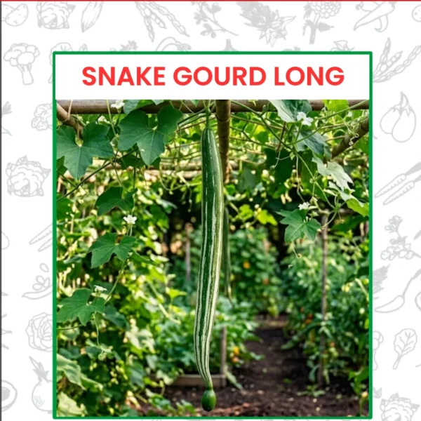 Snake Gourd Long