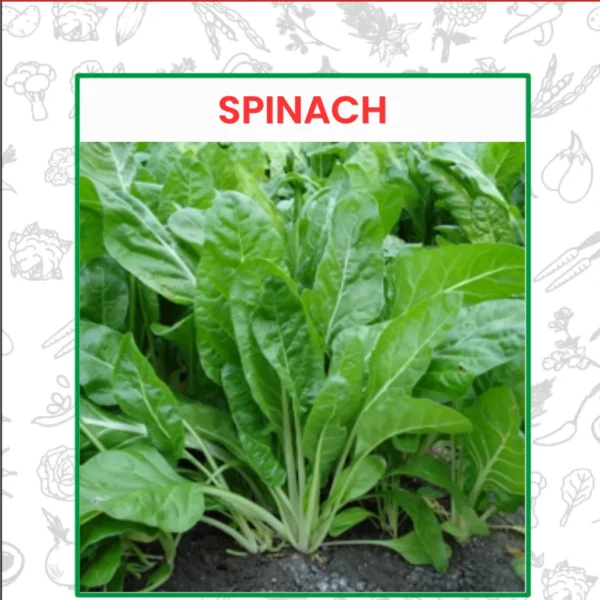 Spinach Seeds