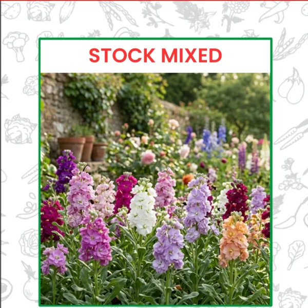 Stock Mixed Flower Seeds