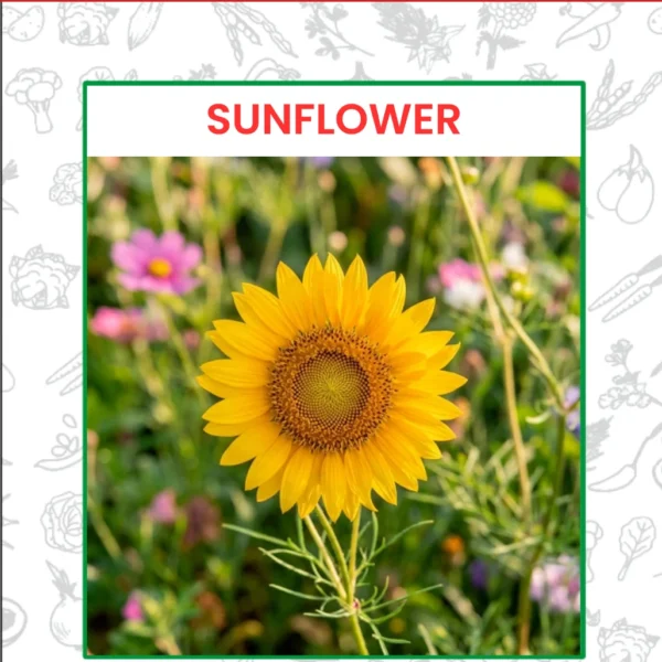 Sunflower Flower Seeds