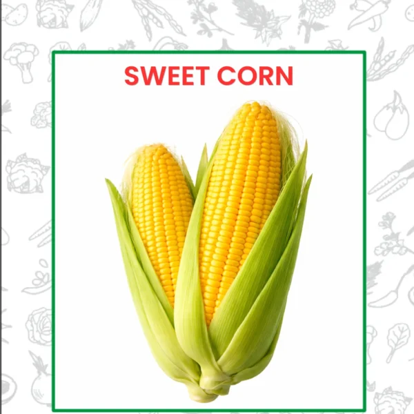 Sweet Corn Seeds