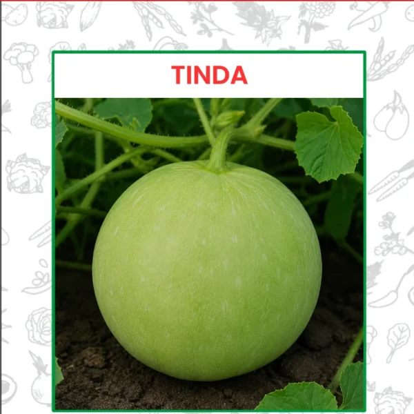 Tinda Seeds - Round Gourd