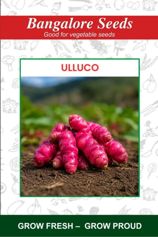 Ulluco Seeds
