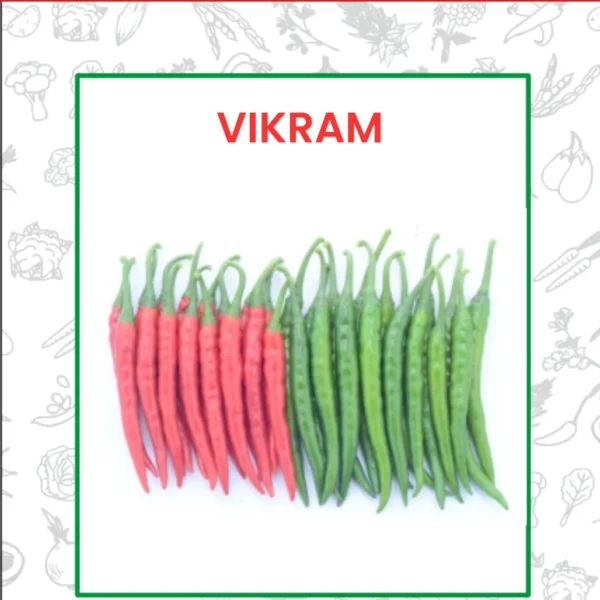 Hybrid Chilli Vikram Seeds