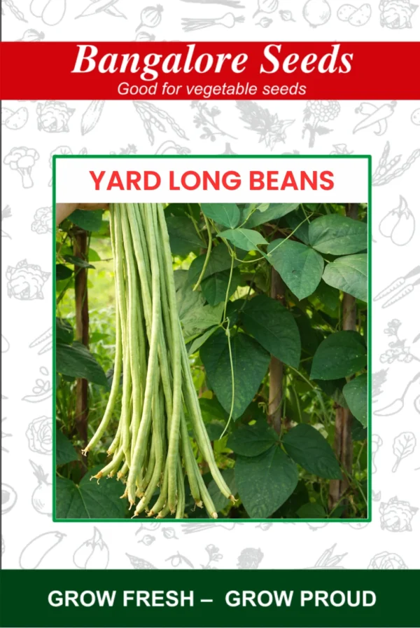 Yard Long Beans Light Green