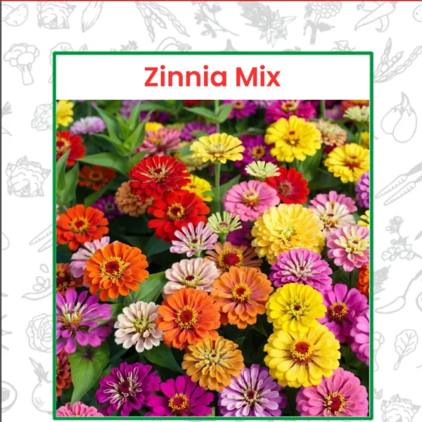 Zinnia Mix Flower Seeds