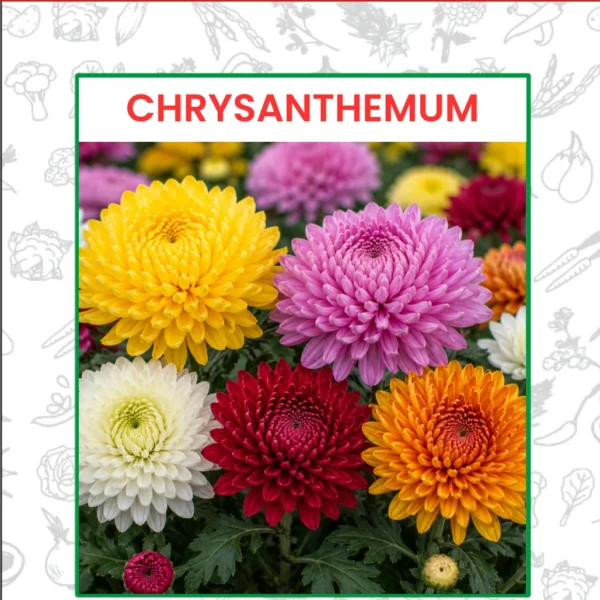 Chrysanthemum Flower Seeds