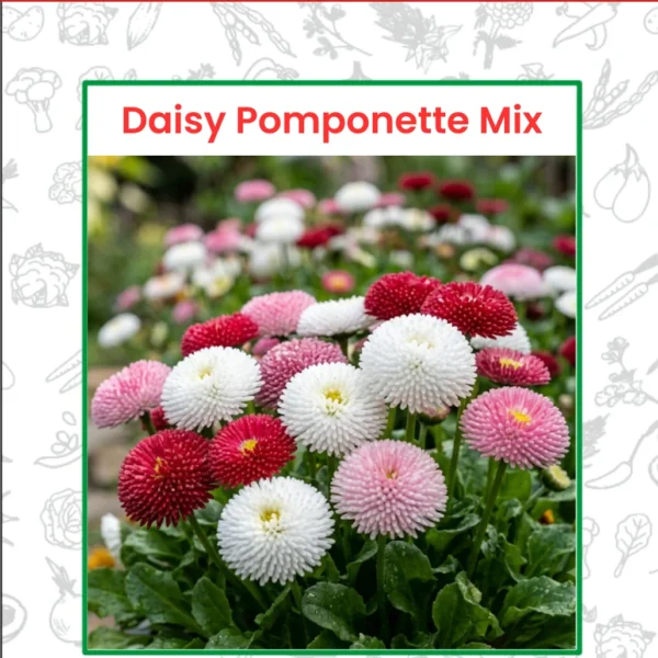 Daisy Pomponette Mix Flower Seeds