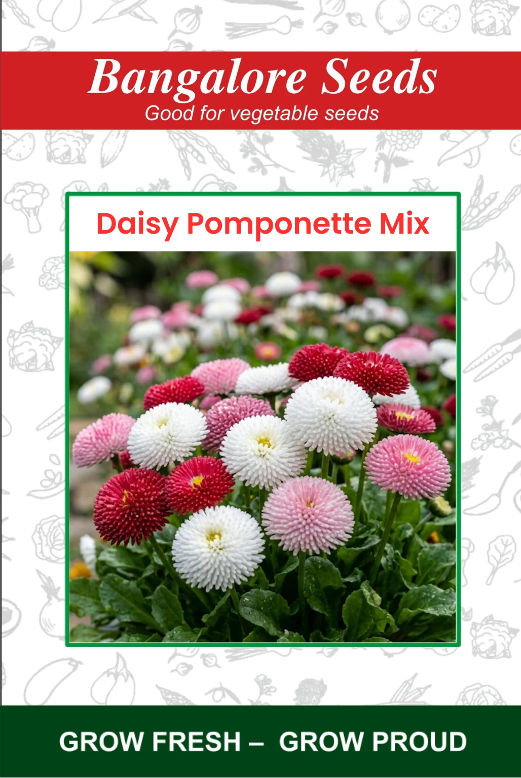 daisy pomponette mix Daisy Pomponette Mix Flower Seeds - Image 1