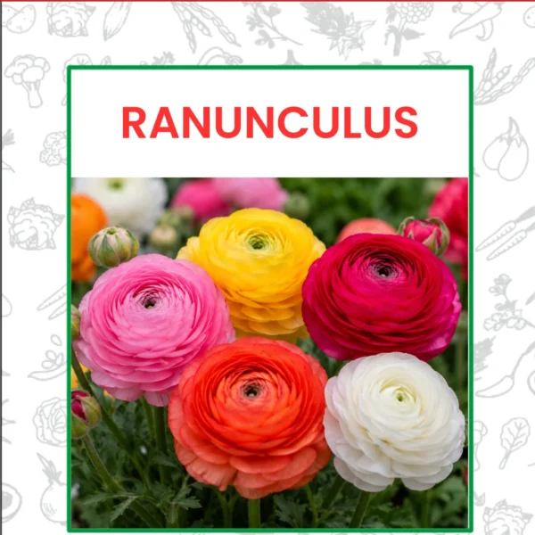 Ranunculus Flower Seeds