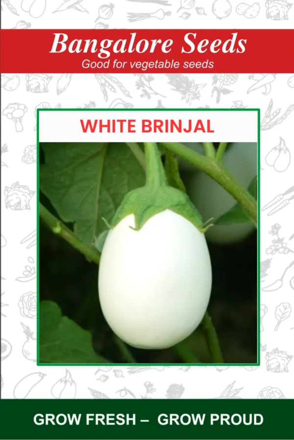 Brinjal White Round