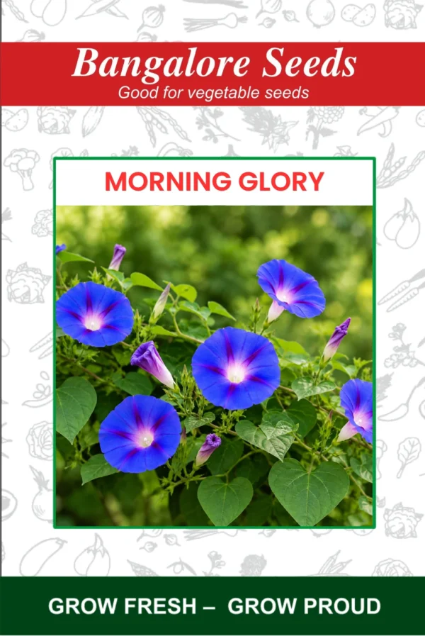 Morning Glory Flower Seeds
